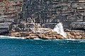 Sydney (AU), Coast, New Zealand sea lions -- 2019 -- 3450.jpg