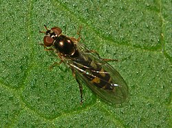 Syrphidae - Melanostoma scalare.JPG