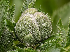 Bourgeon de Papaver orientale.