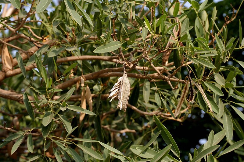 File:Tabebuia aurea (Caribbean Trumpet Tree) with a dried fruit W IMG 8180.jpg