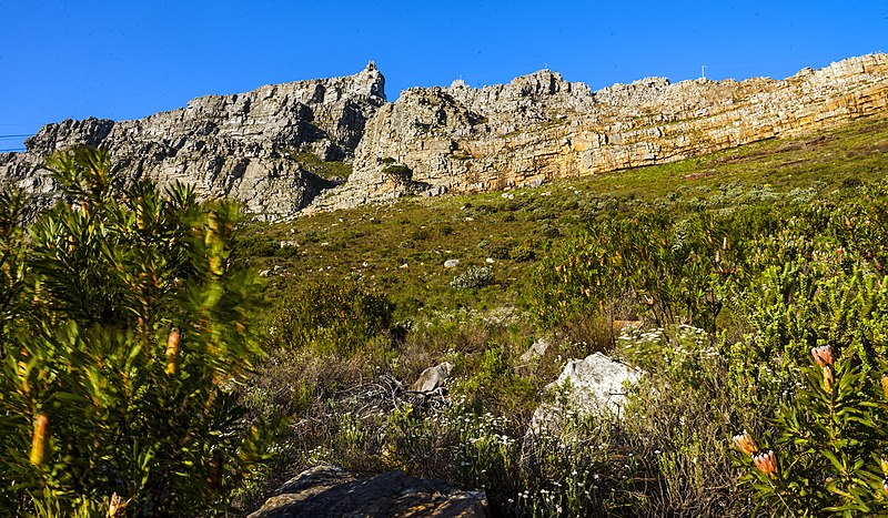 File:Table Mountain summit through break in fynbos.jpg