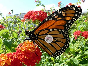 Monarch butterfly with a Monarch Watch tag