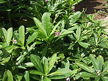 Talinum paniculatum-3-xavier cottage-yercaud-salem-India.JPG