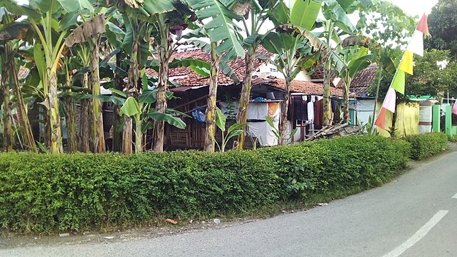 Pagar rumah atau pekarangan dengan tanaman