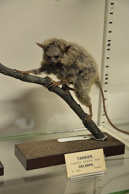 Tarsius fuscus