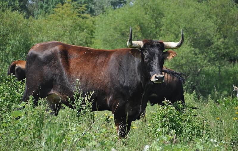 File:Taurus cattle Lippeaue6.JPG