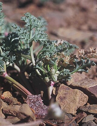 <i>Tauschia howellii</i> Species of plant