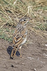 Tawny pipit (juvenile) Anthus campestris