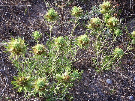 Tập_tin:Teucrium_capitatum_Habitus_2010-7-12_LagunadelaMata.jpg