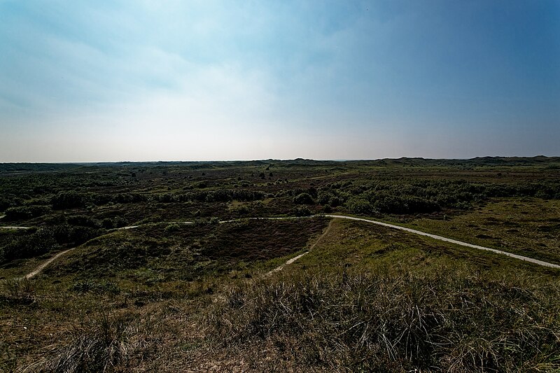 File:Texel - National Park Duinen van Texel - Bleekersvallei - Panorama View 360° on Flowering Heather, Calluna vulgaris 12.jpg