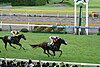 新潟競馬場で行われる競馬のレース