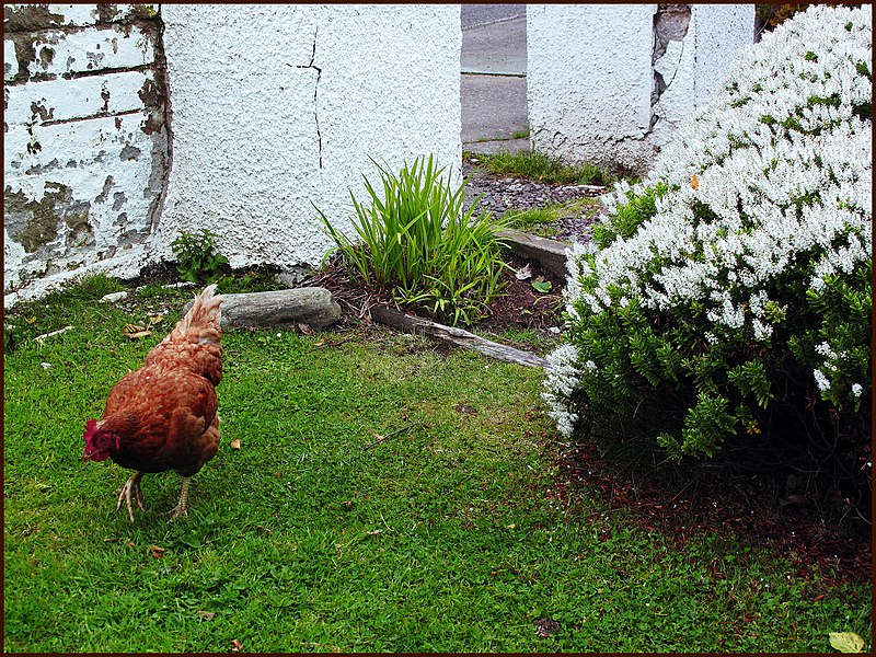 File:The Myopic Chicken. "Now where did I put my glasses" Strath Carron. - panoramio.jpg