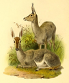The book of antelopes (1894) Pelea capreolus.png