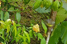 Spiderhunter با قبض ضخیم (Arachnothera crassirostris) (8066271183) .jpg