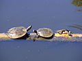 Macquarie Turtles, (Emydura macquarii) on a log at Warrawong sanctuary - near Mylor in the Adelaide Hills, South Australia