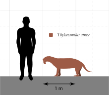 Size of Thylacosmilus compared to a human Thylacosmilus Size Comparison.svg