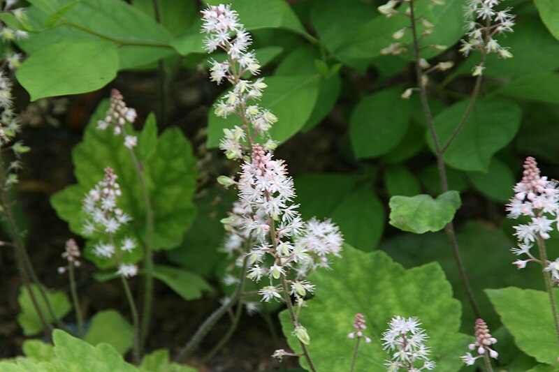 File:Tiarella wherryi 5zz.jpg