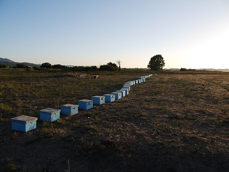 File:Tigaki bee hives.jpg