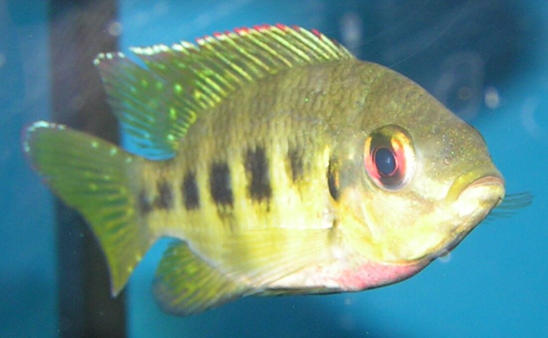 Tilapia mariae