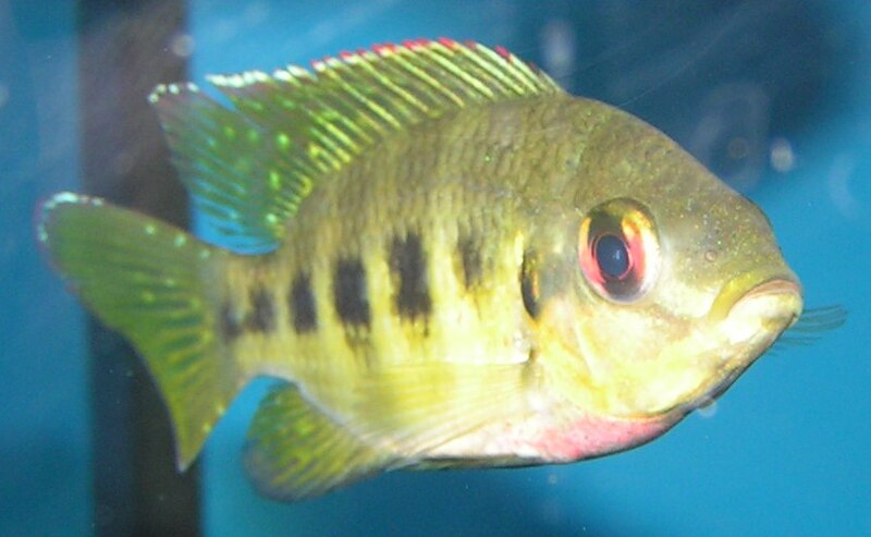 File:Tilapia mariae.jpg