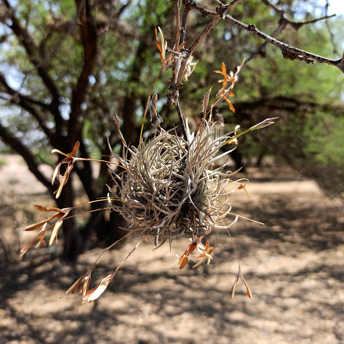 Tillandsia argentea - plante en vrac