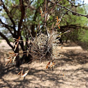 Descrizione dell'immagine Tillandsia recurvata (Family Bromeliaceae) .jpg.