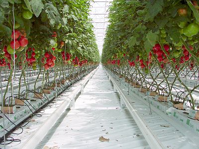 Tomatoj kultivataj sur la minerala lano