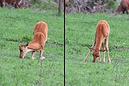 Topi (Damaliscus lunatus jimela) calf eating composite.jpg