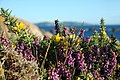 * Nomination Common gorse, Ulex europaeus, and Erica near O Grove, Pontevedra. (Spain) --Elisardojm 12:08, 29 January 2018 (UTC) * Decline Weak  Oppose Insufficient quality. Sorry. Wonderful colors, but IMO not sharp enough. --XRay 16:27, 29 January 2018 (UTC)