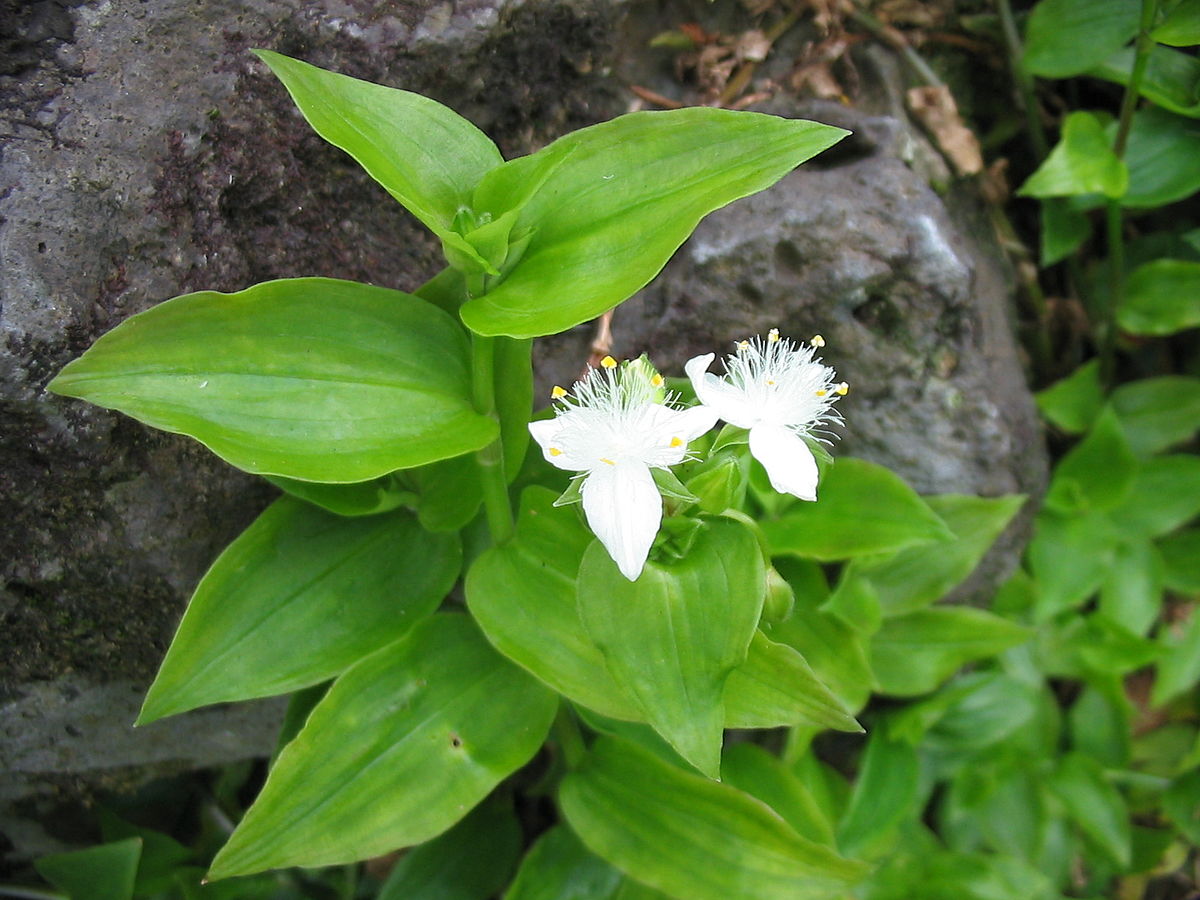 green wandering jew plant