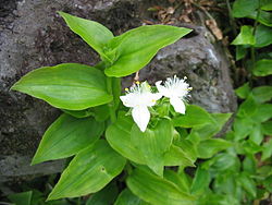 Tradescantia fluminensis (Flowers).jpg