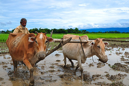 A Bangladeshi farmer is cultivating his land with his cattle.