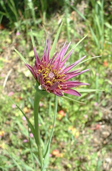 File:Tragopogon porrifolius flower.jpg