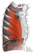 Rotatores Thoracis