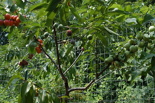 Tree of 40 Fruit - nursery - DSC 0302