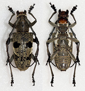 <i>Triammatus</i> Genus of beetles