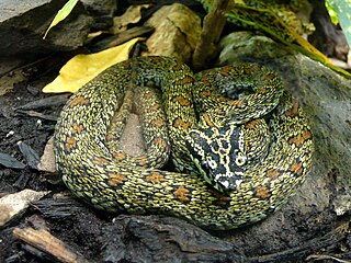 <i>Protobothrops jerdonii xanthomelas</i> Subspecies of snake
