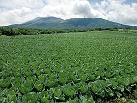 Tsumagoi cabbage and Mount Asama