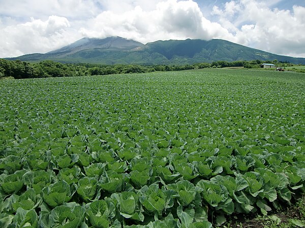 Tsumagoi cabbage field and Mount Asama
