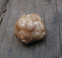 T. gibbosum is very similar in appearance, but is harvested in a different season. Tuber gibbosum 85548.jpg