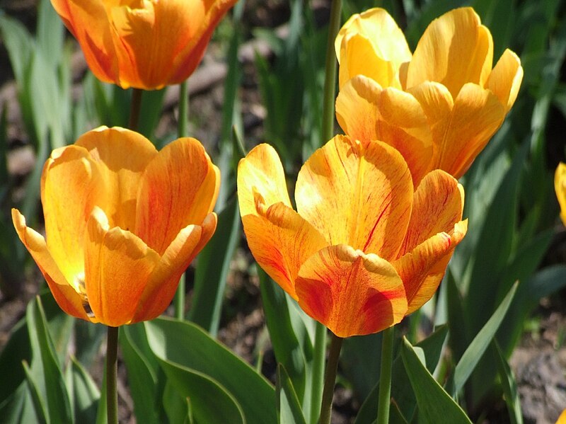 File:Tulipan Darwina 'Beauty of Apeldoorn' a1.jpg