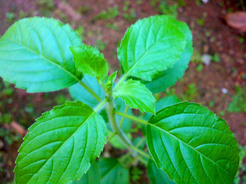 File Tulsi 2070558022 .jpg Wikimedia Commons