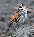 Turdus naumanni eunomus in Japan