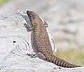 Unidentified Lizard, Callum Brae, Australian Capital Territory, Australia