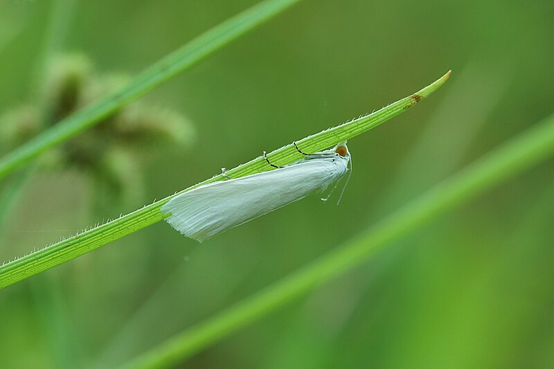 File:Unidentified insect in India 01164.jpg