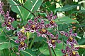 Oncidium