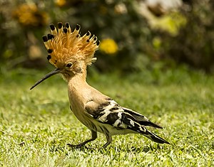 Upupa epops -Coonoor, Tamil Nadu, India-8.jpg