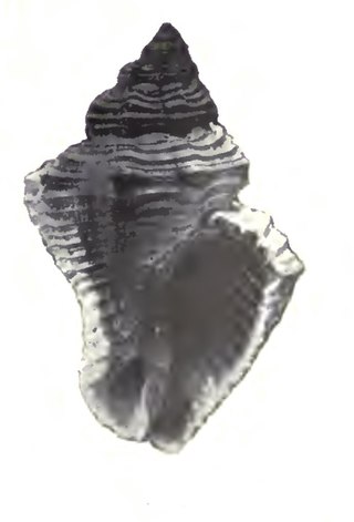 <i>Urosalpinx dalli</i> Species of gastropod