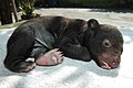 A 44-day-old cub