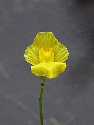 <i>Utricularia striata</i> Species of carnivorous plant